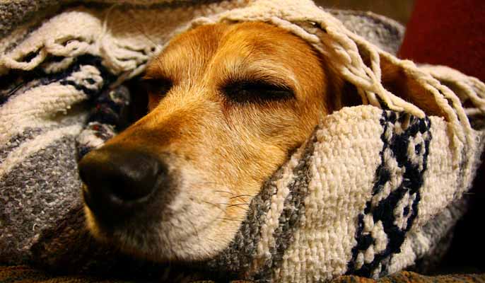cosy dog in winter christmas blanket